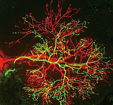 カイコガの脳をつくるニューロン