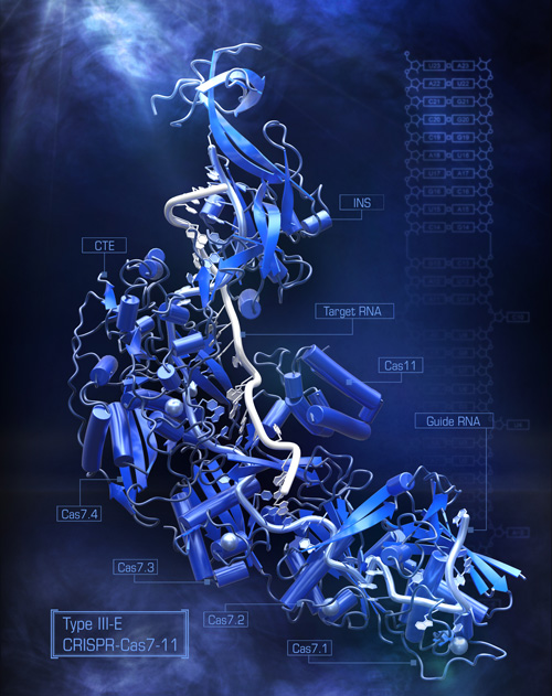 Three dimensional structure of CRISPR-Cas7-11 enzyme