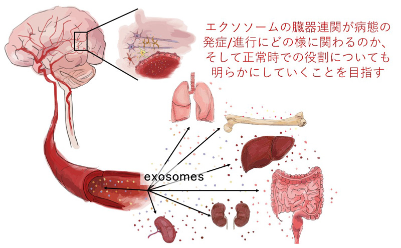 エクソソームによる臓器連関