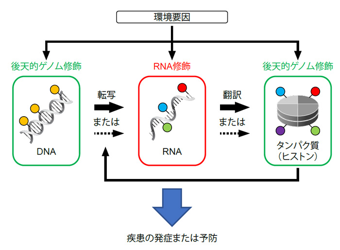環境要因によるRNA修飾と後天的ゲノム修飾の制御