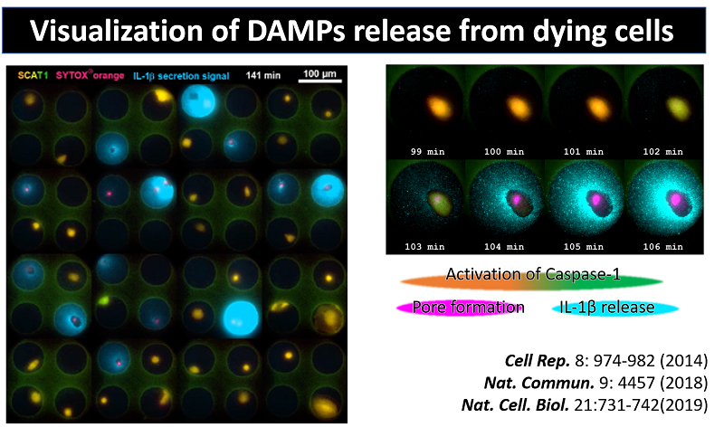 Visualization of DAMPs release from dying cells
