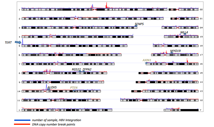 Hepatitis B Virus (HBV) integration sites (blue) and DNA copy number break points (red) on human genome