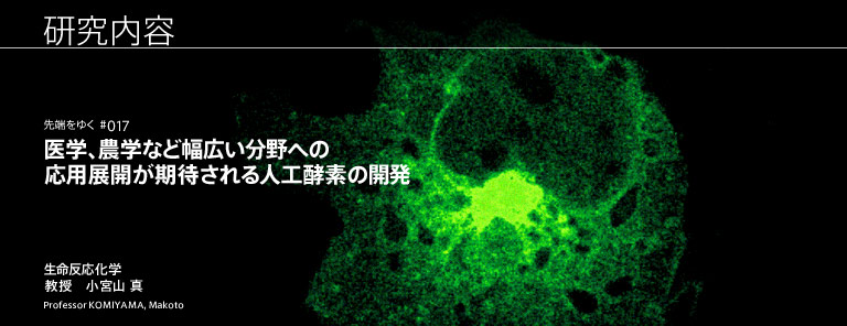 研究内容 医学、農学など幅広い分野への応用展開が期待される人工酵素の開発 生命反応化学 教授　小宮山 真