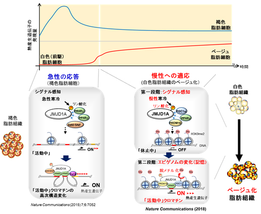 図：エピゲノム変化と細胞の質の変化がもたらす寒い環境への慢性的な適応のしくみ