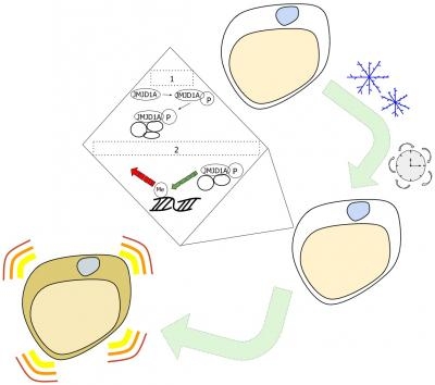 Researchers hope to use this signaling pathway to find treatments for diseases such as diabetes and obesity. Environmental signals can change the epigenetic code of white fat cells in a two-step process. Long-term exposure to cold initiates a change in one protein, JMJD1A. The altered JMJD1A then combines with other protein partners to change the epigenetic code on a gene involved in heat production. White fat cells that have undergone this epigenetic change are called beige fat cells and can contribute to keeping the body warm. 