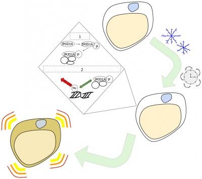 Researchers hope to use this signaling pathway to find treatments for diseases such as diabetes and obesity. Environmental signals can change the epigenetic code of white fat cells in a two-step process. Long-term exposure to cold initiates a change in one protein, JMJD1A. The altered JMJD1A then combines with other protein partners to change the epigenetic code on a gene involved in heat production. White fat cells that have undergone this epigenetic change are called beige fat cells and can contribute to keeping the body warm.