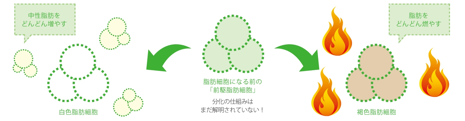 脂肪細胞になる前の「前駆脂肪細胞」は、「白色脂肪細胞」または「褐色脂肪細胞」へ分化するが、分化の仕組みはまだ解明されていない