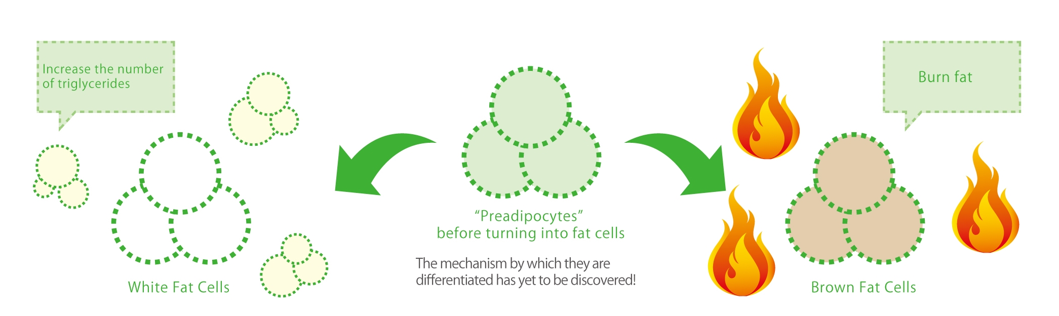 The mechanism by which they are differentiated has yet to be discovered!