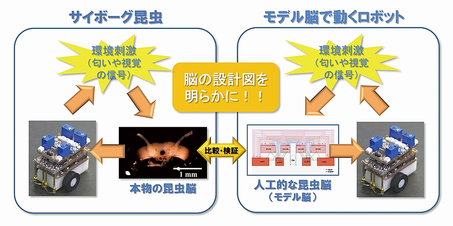 サイボーグ昆虫とモデル脳で動くロボット