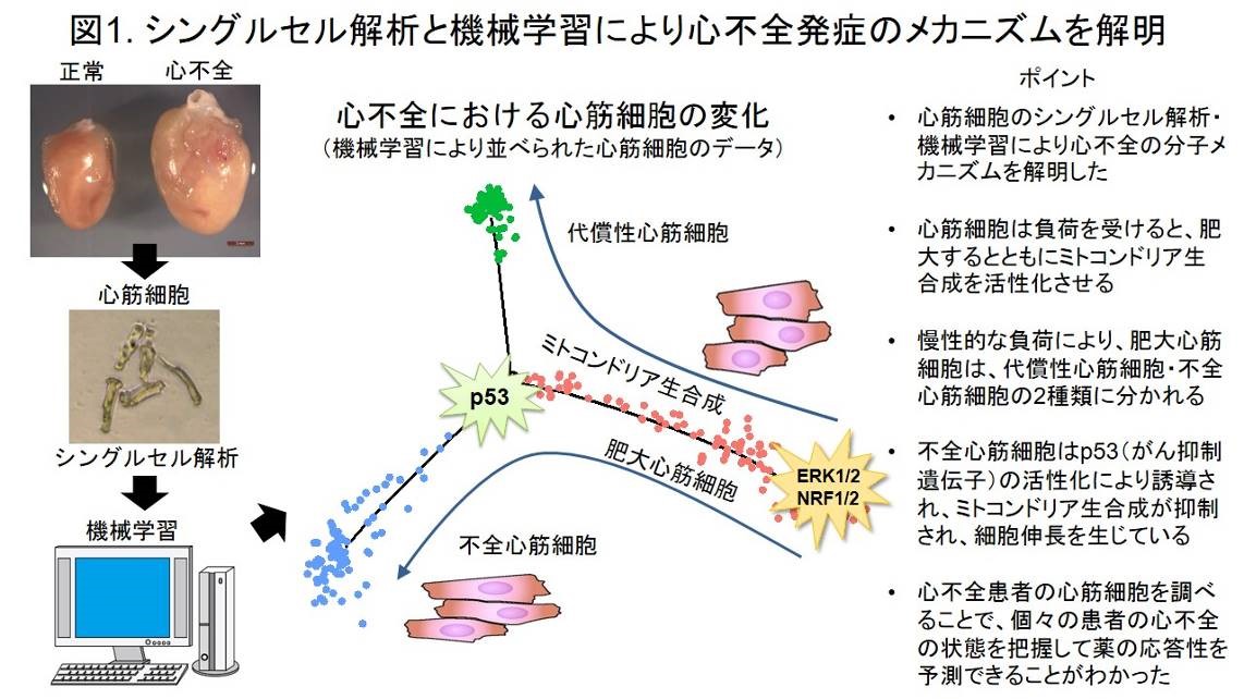 図1：シングルセル解析と機械学習により心不全発症のメカニズムを解明