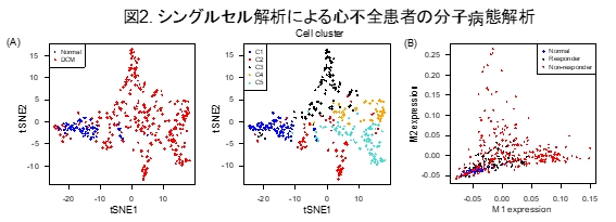 図2：シングルセル解析による心不全患者の分子病態解析