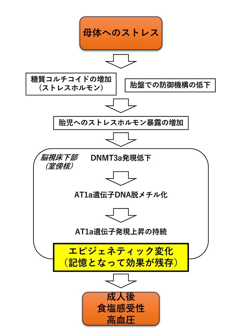 脳内でのエピジェネティク変化が関与する食塩感受性高血圧の発症機序