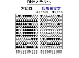 DNAメチル化の比較