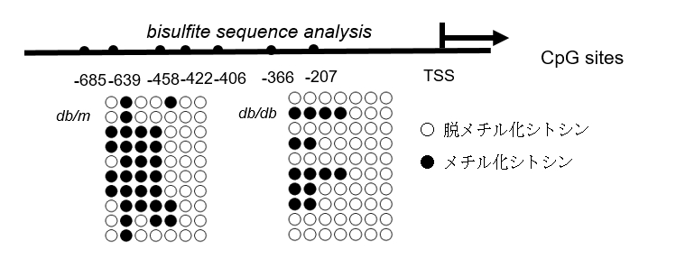 糖尿病マウスメサンギウム細胞ではTgfb1遺伝子のpromoter領域が脱メチル化されている