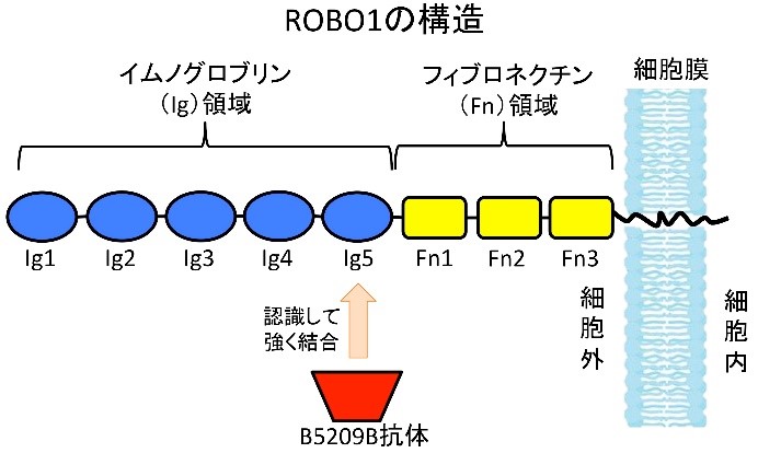ROBO1の構造