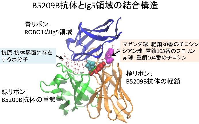 B5209B抗体とIg5領域の結合構造