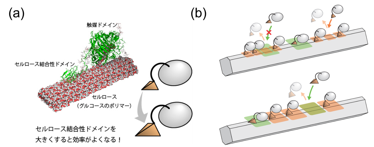 図）分子ドメインのサイズと混雑による反応阻害