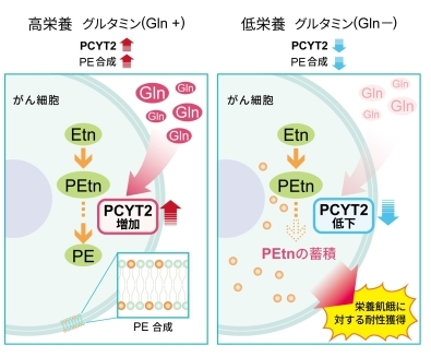 栄養飢餓耐性に寄与するがん代謝物（オンコメタボライト）の発見