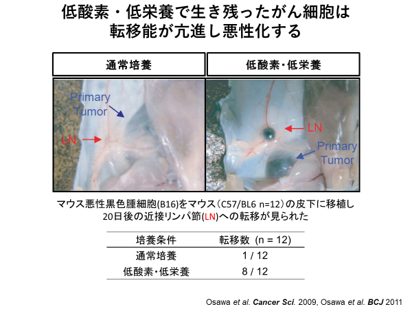 図1_低酸素・低栄養の環境下で生き残ったがん細胞は、転移能が亢進し悪性化する