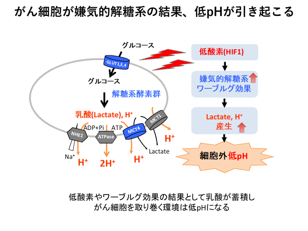 がん細胞が嫌気的解糖系の結果、低pHになる