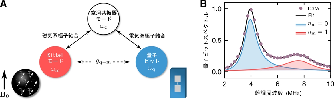 A　検出器の概要　B　量子ビットスペクトルと離調周波数のグラフ