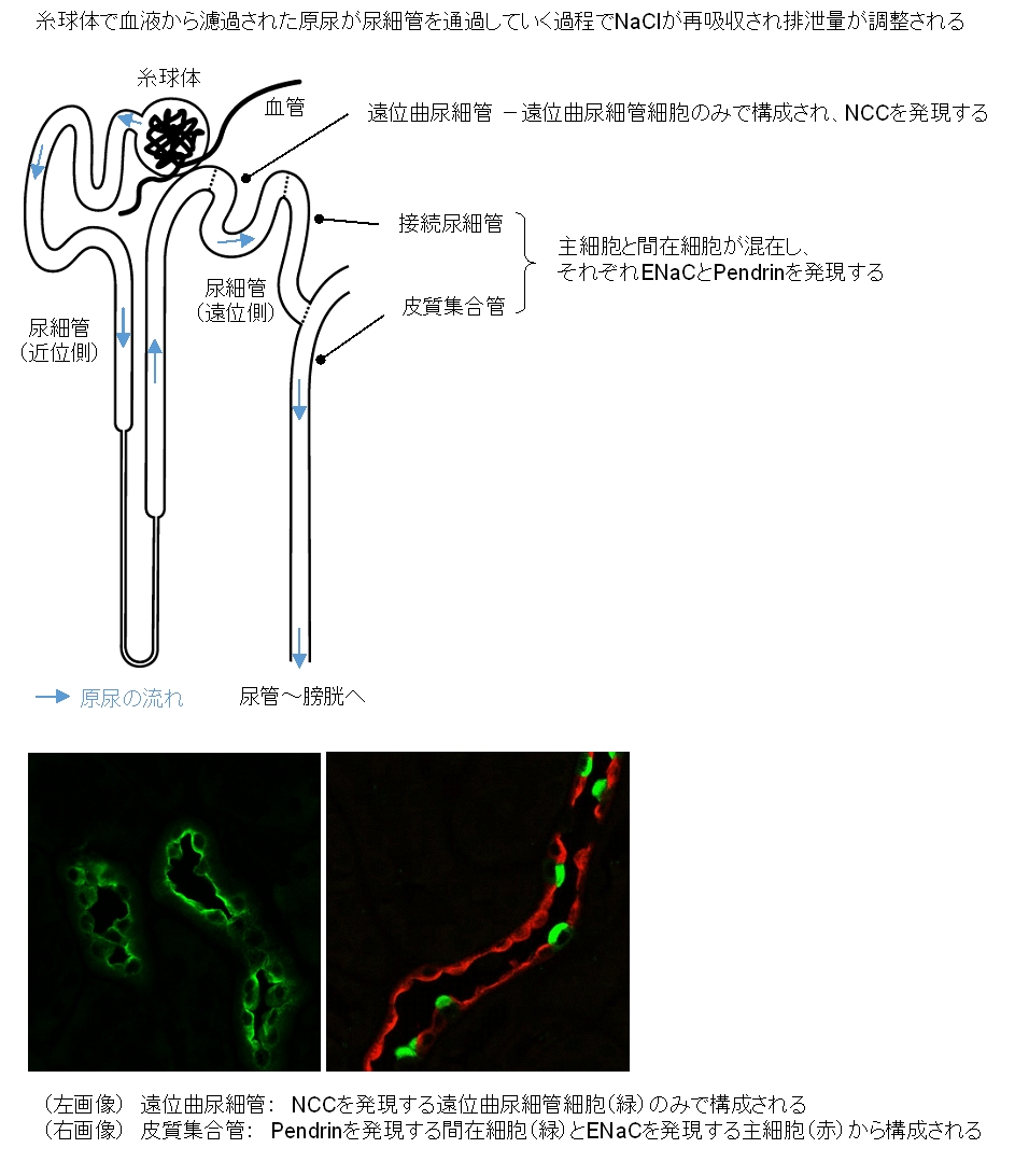 上画像　腎臓尿細、管下左画像　遠位曲尿細管、下右画像　皮質集合管
