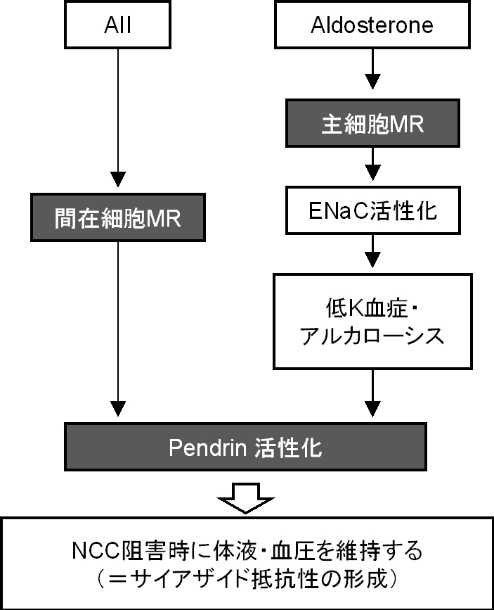 二つのMRを介したPendrin活性化機構がサイアザイド抵抗性を形成する