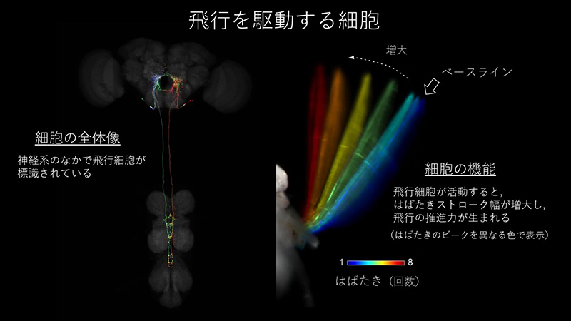 左はショウジョウバエの脳と脊髄の断面写真。遺伝子操作によって特殊なタンパク質を発現させた細胞が蛍光でラベルされている図