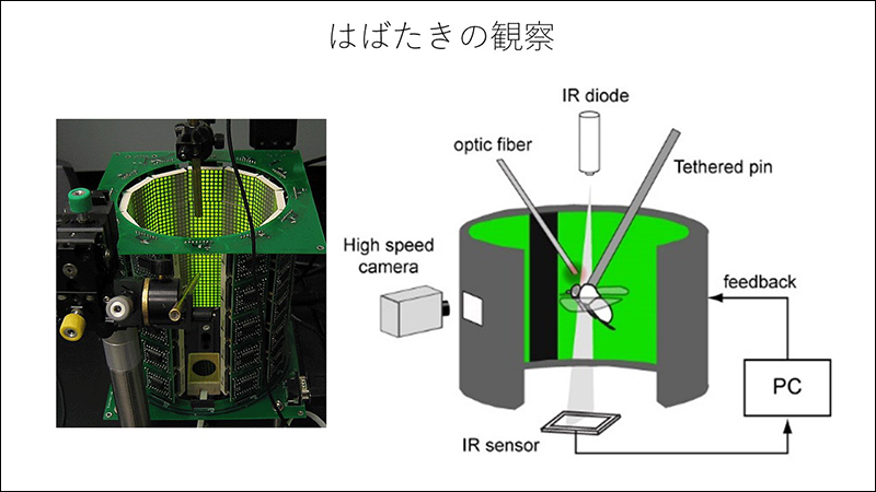 はばたきの観察実験の様子