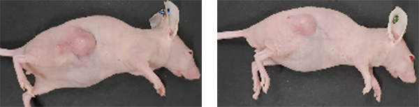 図2. マウス内腫瘍に対するミニ核酸医薬の抗がん活性評価　左:薬剤投与なし　右:ミニ核酸医薬投与