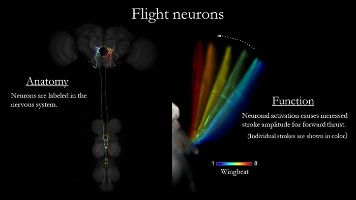 Left: Cross-sectional image of the Drosophila’s brain and spinal cord. A cell that has been genetically modified to express a special protein is labelled using fluorescence. Light stimulus is used to induce activityin that specific cell only, and make the Drosophila’s wings flap. 