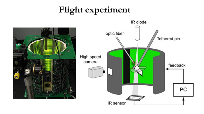Image of experiment to observe wing flapping. Light stimulus is used, and the behavioral changes are captured on a high-speed camera.