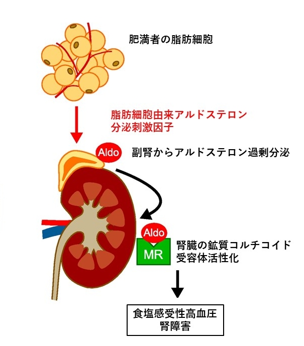 肥満者の脂肪細胞、脂肪細胞由来アルドステロン分泌刺激因子、副腎からアルドステロン過剰分泌、腎臓の鉱質コルチコイド受容体活性化、食塩感受性高血圧・腎障害