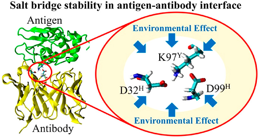 Environmental Effects on Salt Bridge Stability in antigen - antibody Interface