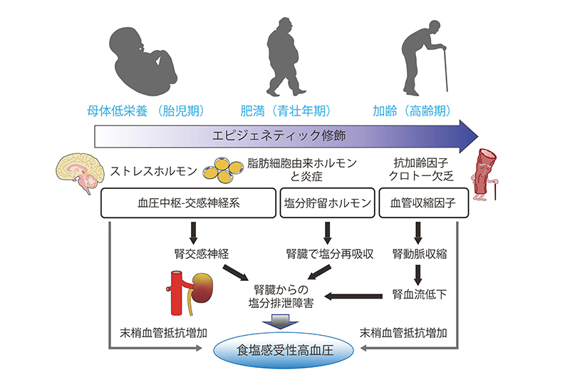 高血圧発症のエピジェネテイック機序