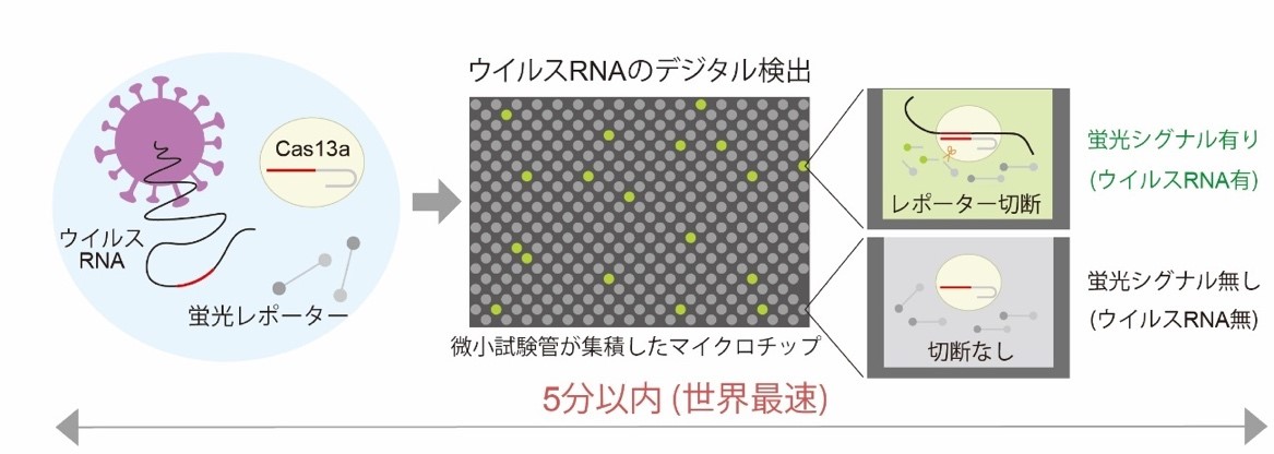 SATORI法によるウイルスRNAのデジタル検出原理