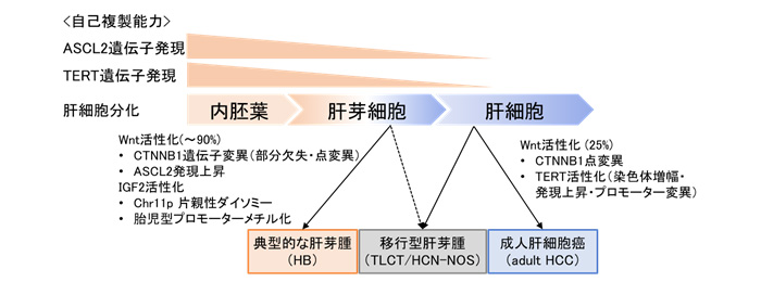 小児肝がんの発生機序