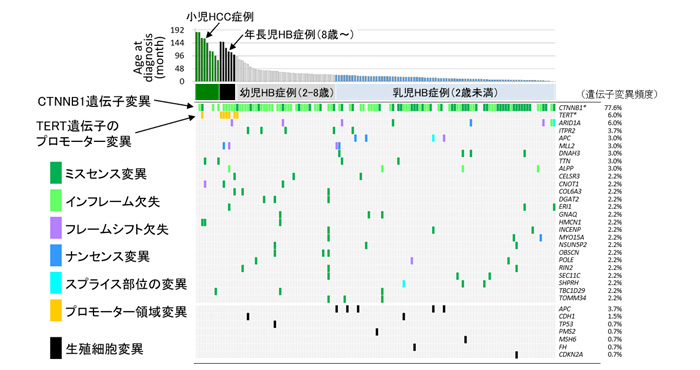 小児肝がん検体の遺伝子変異の頻度