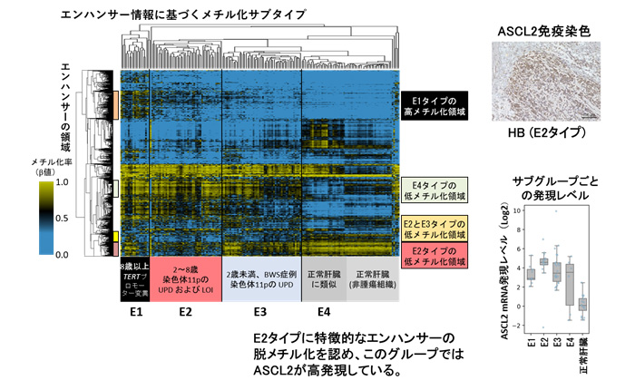 小児肝がん検体のエンハンサー領域のメチル化による層別とASCL2遺伝子発現