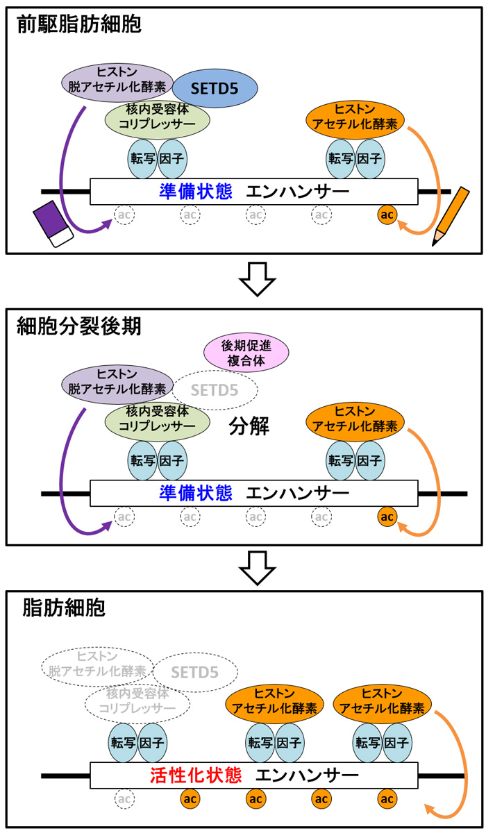 脂肪細胞が「できる・できない」を決めるエピゲノムのしくみ