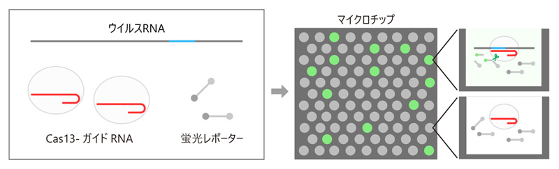 Cas13–ガイドRNA複合体と蛍光レポーター、検体のウイルスRNAを混ぜると、Cas13–ガイドRNA複合体は特異的にウイルスRNAと結合する