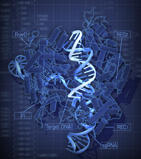 Cas9–ガイド鎖RNA–標的DNA複合体の結晶構造