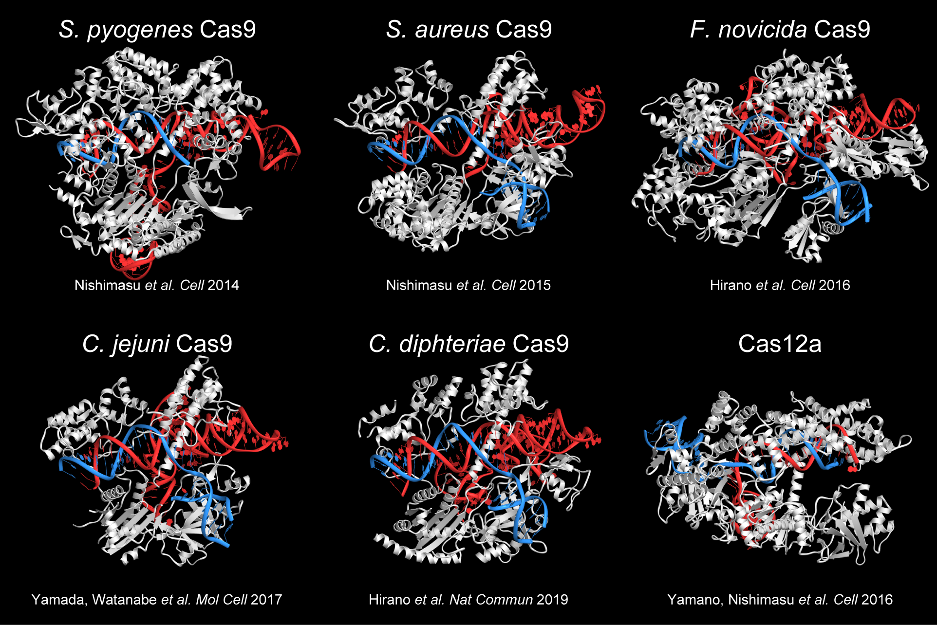 Casタンパク質の多様な作動機構を原子レベルで解明