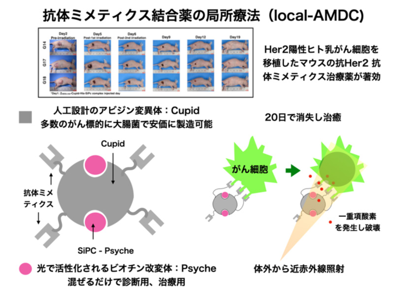 抗体ミメティクス結合薬の局所療法（Local-AMDC）