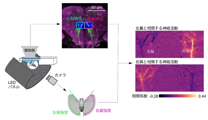 飛行細胞DNg02の活動とはばたき強度の関係