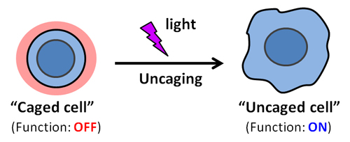 細胞のケージングとアンケージングの概念図