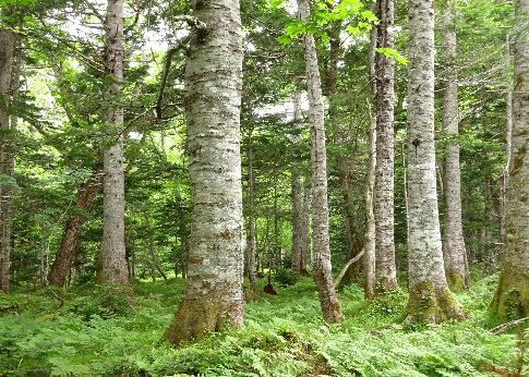 知床国立公園の天然林