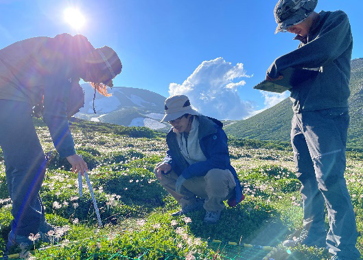 高山ツンドラでのフィールドワーク