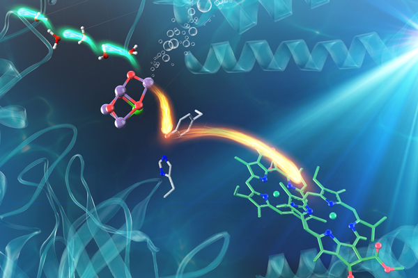 Electron and proton transfers in the water-oxidizing enzyme photosystem II