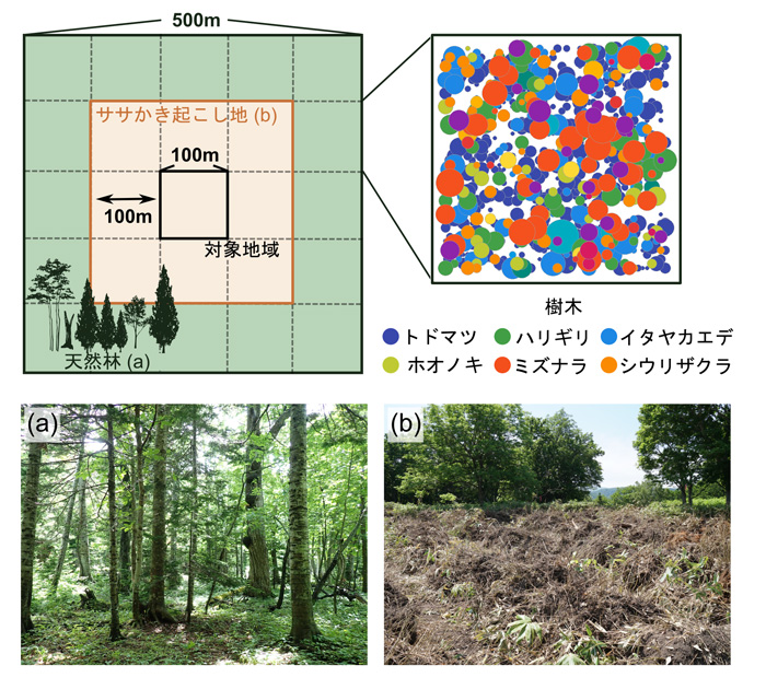 iLandにおける森林回復シミュレーションのデザイン